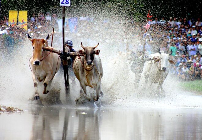 Lễ hội đua bò vùng Bảy Núi
